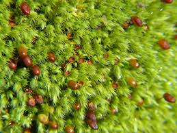 Attēlu rezultāti vaicājumam “Philonotis calcarea”