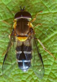 Attēlu rezultāti vaicājumam “Leucozona glaucia”