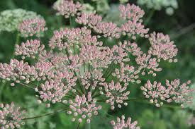 Attēlu rezultāti vaicājumam “Laserpitium latifolium flower”