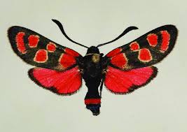 Attēlu rezultāti vaicājumam “Zygaena sp.”
