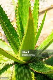 Attēlu rezultāti vaicājumam “Xanthorrhoeaceae”