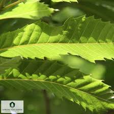 Attēlu rezultāti vaicājumam “Castanea sativa  leaf”