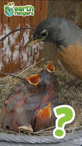 Attēlu rezultāti vaicājumam “Erithacus rubecula eggs”