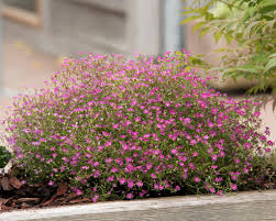Attēlu rezultāti vaicājumam “Gypsophila muralis flower”