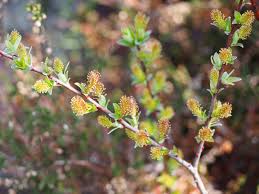 Attēlu rezultāti vaicājumam “Salix myrtilloides”