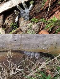Attēlu rezultāti vaicājumam “Xylaria polymorpha”