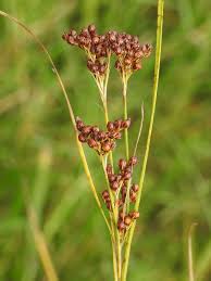 Attēlu rezultāti vaicājumam “Juncus compressus fruit”