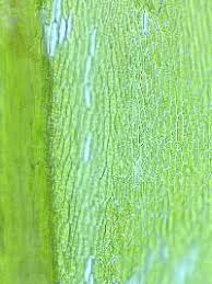 Attēlu rezultāti vaicājumam “Sciuro-hypnum reflexum”