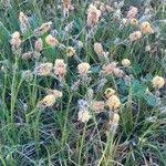 Attēlu rezultāti vaicājumam “Carex caryophyllea flower”