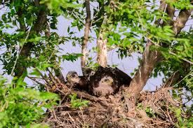 Attēlu rezultāti vaicājumam “Buteo buteo nest”