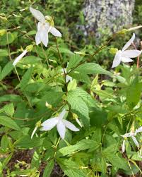 Attēlu rezultāti vaicājumam “Gillenia trifoliata flower”