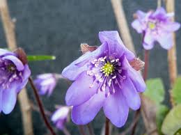 Attēlu rezultāti vaicājumam “Hepatica nobilis”