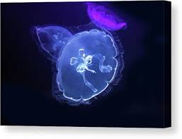 Attēlu rezultāti vaicājumam “Aurelia aurita”