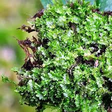 Attēlu rezultāti vaicājumam “Geocalyx graveolens”