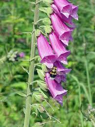 Image result for Digitalis purpurea