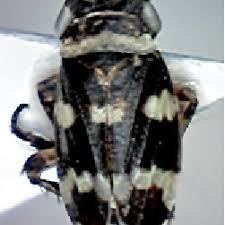 Attēlu rezultāti vaicājumam “Planaphrodes sp.”