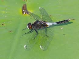 Attēlu rezultāti vaicājumam “Leucorrhinia caudalis”