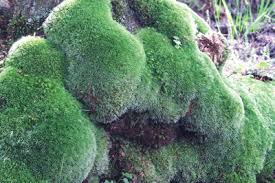 Attēlu rezultāti vaicājumam “Leucobryum juniperoideum”
