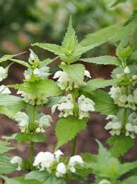 Attēlu rezultāti vaicājumam “Lamium album”