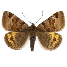 Attēlu rezultāti vaicājumam “Euclidia glyphica”