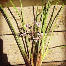 Attēlu rezultāti vaicājumam “Butomus umbellatus fruit”