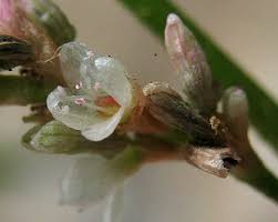 Attēlu rezultāti vaicājumam “Persicaria lapathifolia flower”