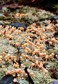 Attēlu rezultāti vaicājumam “Dibaeis baeomyces”