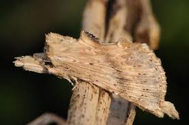 Attēlu rezultāti vaicājumam “Pterostoma palpina”