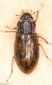 Attēlu rezultāti vaicājumam “Hydrophilidae”