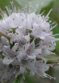 Attēlu rezultāti vaicājumam “Mentha arvensis flower”