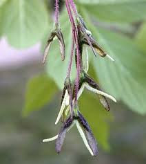 Attēlu rezultāti vaicājumam “Acer negundo female flower”