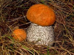 Attēlu rezultāti vaicājumam “Leccinum aurantiacum”