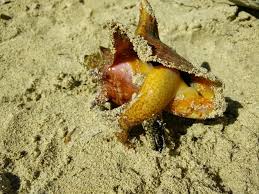 Image result for Aliger gigas