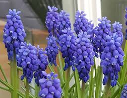 Attēlu rezultāti vaicājumam “Muscari armeniacum”