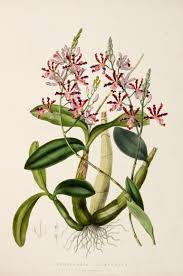 Attēlu rezultāti vaicājumam “Orchidaceae”