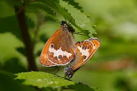 Attēlu rezultāti vaicājumam “Coenonympha arcania underside”
