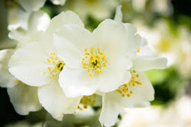 Attēlu rezultāti vaicājumam “Philadelphus lemoinei”