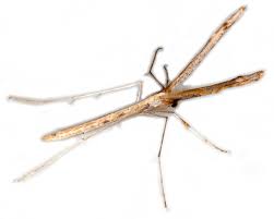 Attēlu rezultāti vaicājumam “Platyptilia tesseradactyla”