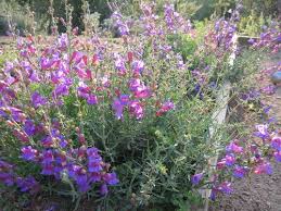 Image result for Penstemon