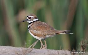 Image result for Charadrius vociferus