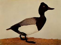 Image result for Aythya affinis