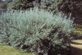 Attēlu rezultāti vaicājumam “Salix purpurea”