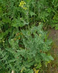Attēlu rezultāti vaicājumam “Sisymbrium loeselii”