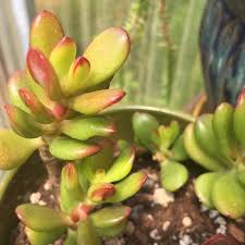 Image result for Crassula hobbit