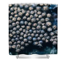 Attēlu rezultāti vaicājumam “Lindbladia tubulina”