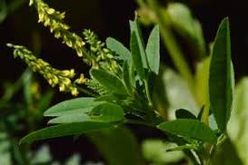 Attēlu rezultāti vaicājumam “Melilotus wolgicus”