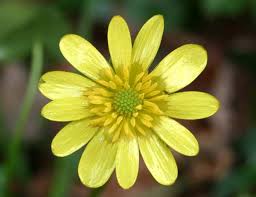 Attēlu rezultāti vaicājumam “Ficaria verna”