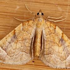 Attēlu rezultāti vaicājumam “Eulithis testata”