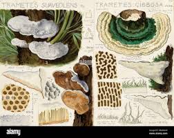 Attēlu rezultāti vaicājumam “Trametes suaveolens”