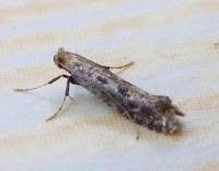 Attēlu rezultāti vaicājumam “Parornix anglicella”